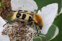 Trichius