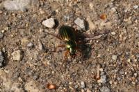 Carabus auratus
