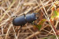 Dorcus parallelipipedus