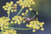 Cetonia aurata