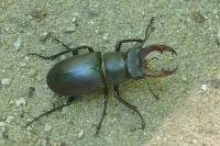 Lucanus cervus