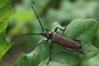 Aromia moschata
