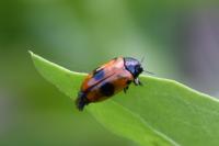 Clytra laeviuscula