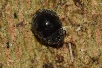 Rhyzobius forestieri