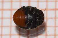 Rhyzobius forestieri