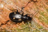 Lionychus quadrillum