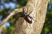Lucanus cervus