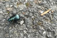 Timarcha goettingensis