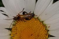 Oedemera podagrariae