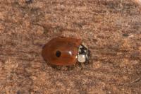 Adalia bipunctata