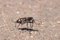Cicindela hybrida