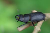 Dorcus parallelipipedus