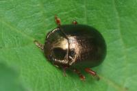 Chrysolina bankii