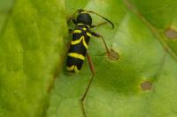 Clytus arietis