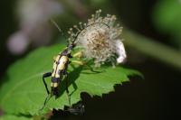 Rutpela maculata