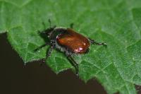 Phyllopertha horticola