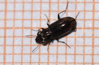 Notiophilus quadripunctatus