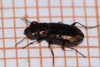 Notiophilus quadripunctatus