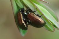 Chrysolina hyperici
