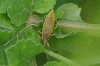 Lixus iridis