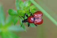 Attelabus nitens