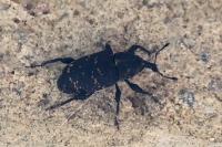 Hylobius abietis
