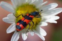 Trichodes alvearius