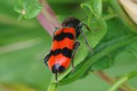 Trichodes apiarius