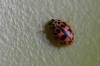 Oenopia conglobata