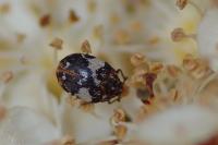 Anthrenus