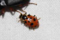 Hippodamia tredecimpunctata