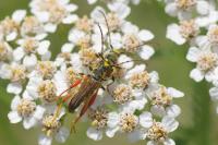 Stenopterus rufus
