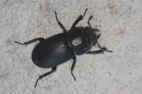 Dorcus parallelipipedus