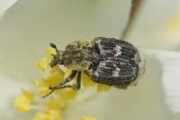Valgus hemipterus