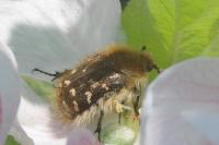 Tropinota hirta