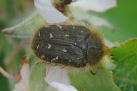 Tropinota hirta
