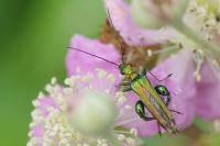 Oedemera nobilis