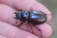 Lucanus cervus