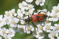 Stictoleptura cordigera
