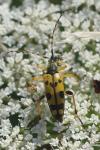 Rutpela maculata