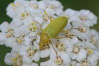 Cteniopus sulphureus