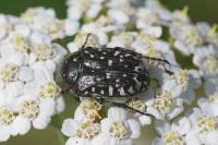 Oxythyrea funesta