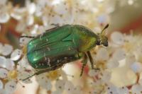 Cetonia aurata