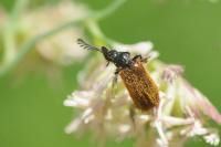 Drilus flavescens