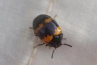 Diaperis boleti