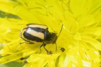 Cryptocephalus vittatus