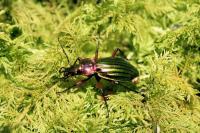 Carabus auronitens