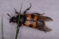 Nicrophorus vespillo