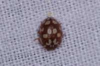 Myrrha octodecimguttata
