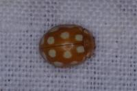 Calvia quindecimguttata